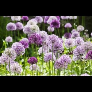 Meet your Posher, Tristin